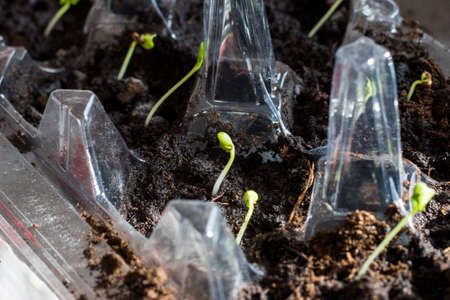 Seedlings close-up in plastic container for gardening and farmingの写真素材