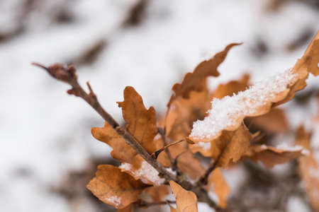 Snow on the Oak leaves, winter snow macro, brown and white colorsの写真素材