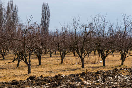 Apple tree plantation, garden of the apple in Georgiaの写真素材