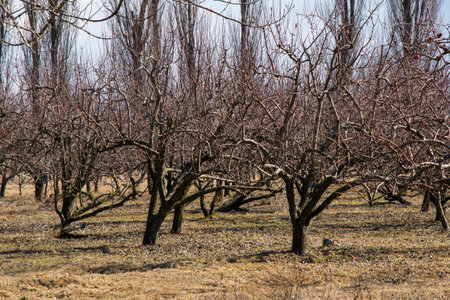 Apple tree plantation, garden of the apple in Georgiaの写真素材