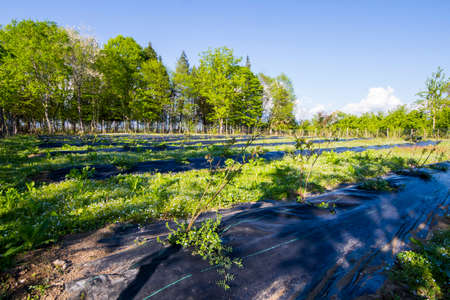 Blueberry plantation, field in the farm in Samegrelo, Georgia
