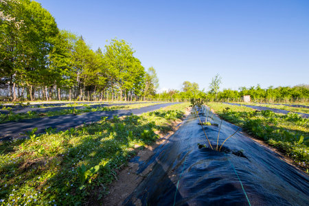 Blueberry plantation, field in the farm in Samegrelo, Georgiaの写真素材