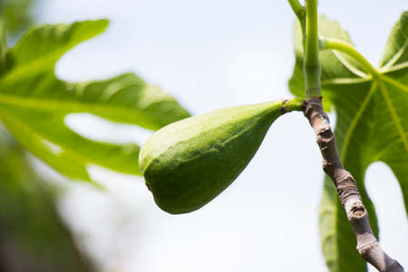 Fig on the tree, fig tree during summer