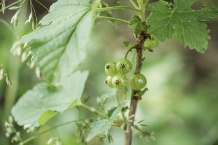 Red currant close-up, fruit macro, green color