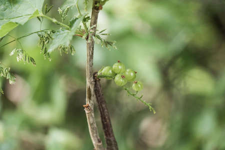 Red currant close-up, fruit macro, green color