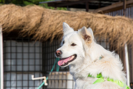 White swiss Shepard, white dog portrait and sunlightの写真素材