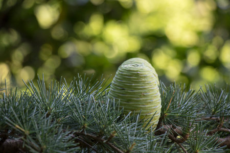 Cedrus Deodara in botanic garden, Pinaceae tree close-up