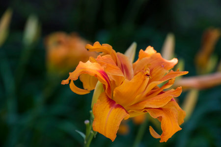 Hemerocallis Fulva, Xanthorrhoeaea flower close-up, orange flowerの写真素材