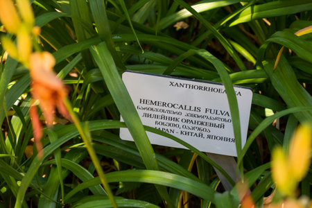 Hemerocallis Fulva, Xanthorrhoeaea flower close-up, orange flowerの写真素材