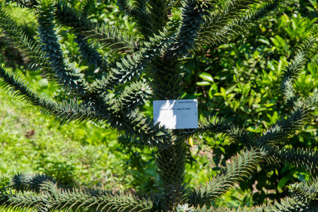 Araucaria araucana tree, pine evergreen in Batumi botanic gardenの写真素材