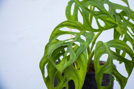 Monstera adansonii plant close-up, ever green houseplantの写真素材