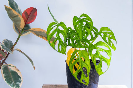 Monstera adansonii plant close-up, ever green houseplant, sunlight and green colorsの写真素材