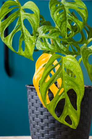 Monstera adansonii plant close-up, ever green houseplant, sunlight and green colorsの写真素材
