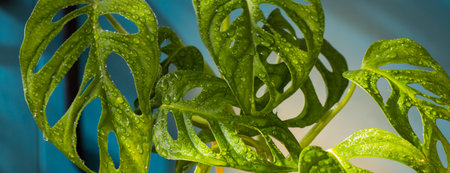 Monstera adansonii plant close-up, ever green houseplant, sunlight and green colorsの写真素材