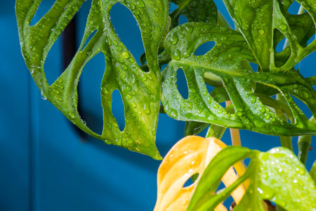 Monstera adansonii plant close-up, ever green houseplant, sunlight and green colorsの写真素材