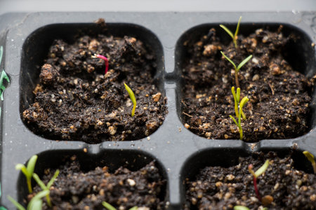 Seedling, land and seeds in black bowl, daylightの写真素材