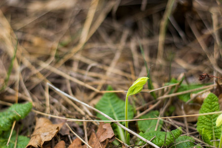 Spring time in nature backgroundの写真素材