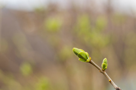 Spring time in nature background
