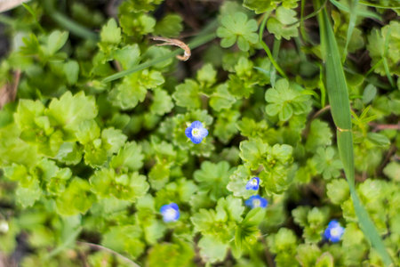 Spring time in nature background