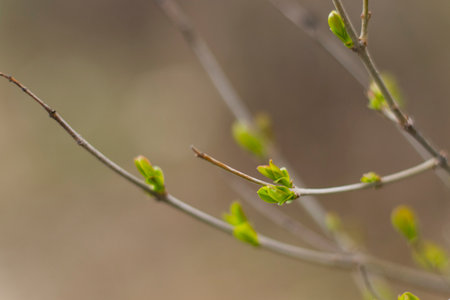 Spring time in nature backgroundの写真素材