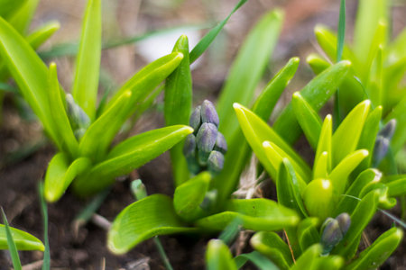 Spring time in nature backgroundの写真素材