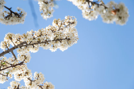 tree flowers and branch, spring tree view, beautiful flowersの写真素材