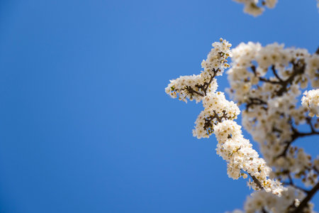 tree flowers and branch, spring tree view, beautiful flowersの写真素材