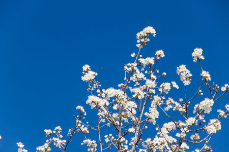 tree flowers and branch, spring tree view, beautiful flowersの写真素材