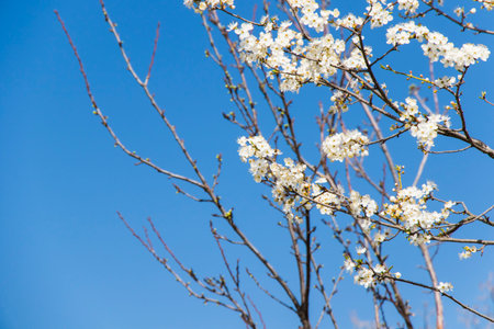 tree flowers and branch, spring tree view, beautiful flowers