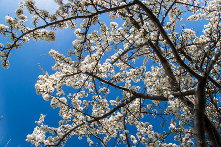 tree flowers and branch, spring tree view, beautiful flowersの写真素材