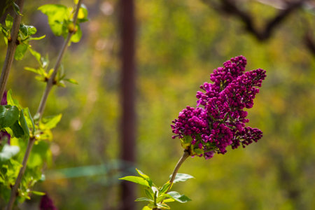 colorful lilac blossom and flower, spring flowerの写真素材