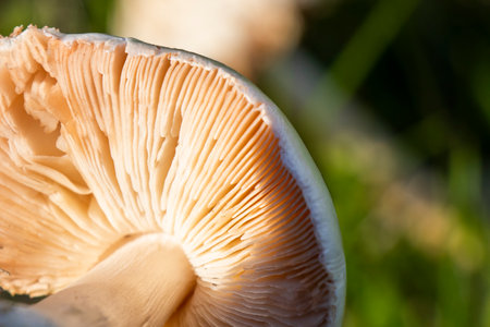 White mushroom in the fieldの写真素材