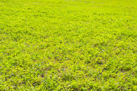 Green grass background, sunlight and green color, shadows and lights, daytimeの写真素材