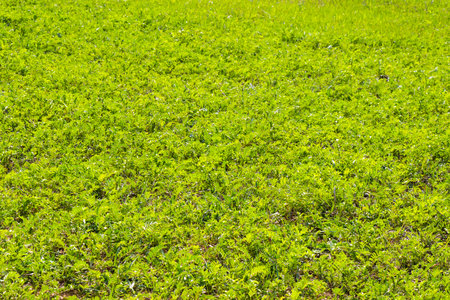 Green grass background, sunlight and green color, shadows and lights, daytimeの写真素材