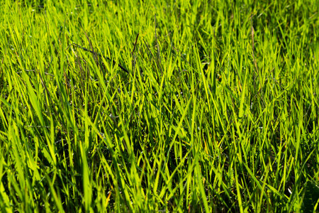 Green grass background, sunlight and green color, shadows and lights, daytimeの写真素材