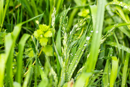 Rain drops on the grass in fieldの写真素材