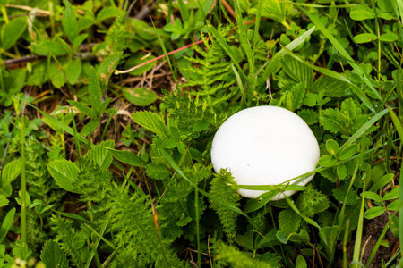 White mushroom in the field. Leucoagaricus leucothitesの写真素材