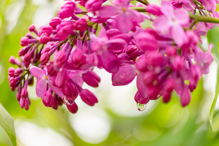 Drops on the purple lilac flowersの写真素材