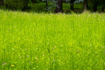 Green grass background, spring gardenの写真素材