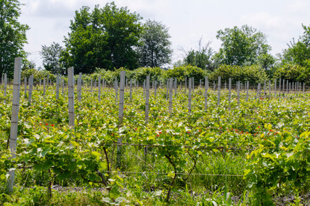 Winery and wine yard in Kakheti, Georgiaの写真素材