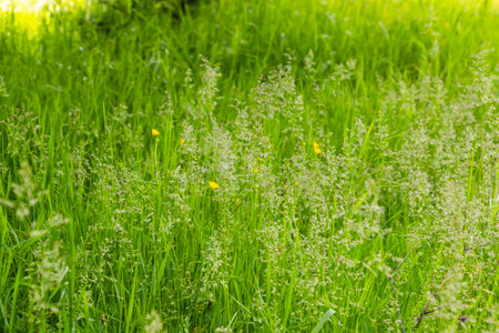 Green grass background, grass close-up viewの写真素材