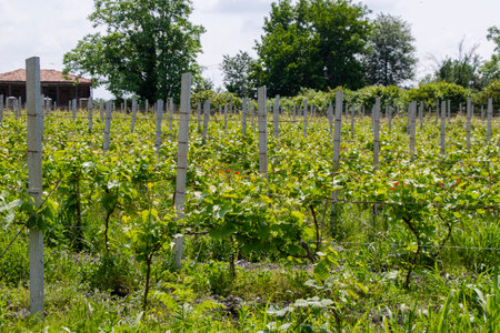 Winery and wine yard in Kakheti, Georgiaの写真素材