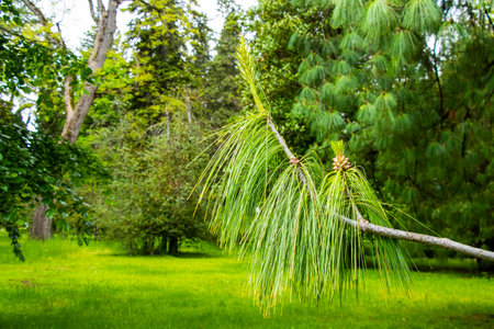 Pinus patula pine in garden, close-upの写真素材