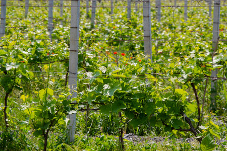 Winery and wine yard in Kakheti, Georgiaの写真素材