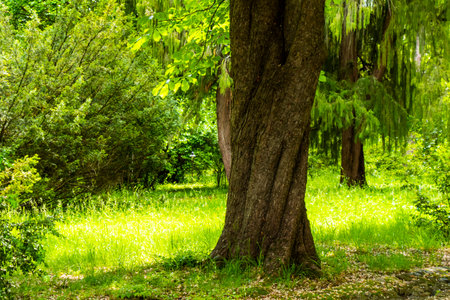 Park and garden in Tsinandali, Georgia.の写真素材