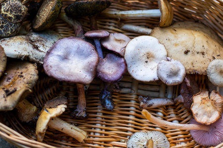Forest mushroom basket, large group of mushroomsの写真素材