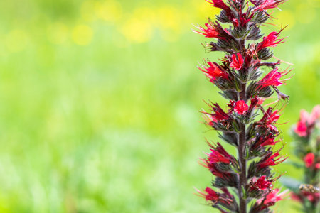 Echium russicum flower in field, Georgiaの写真素材