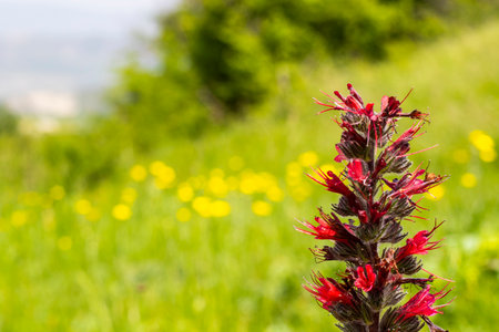 Echium russicum flower in field, Georgiaの写真素材