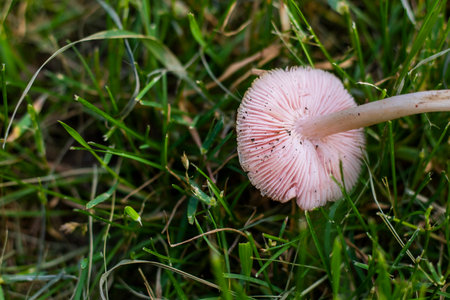 Clitocybe nuda mushroom, purple mushroomの写真素材