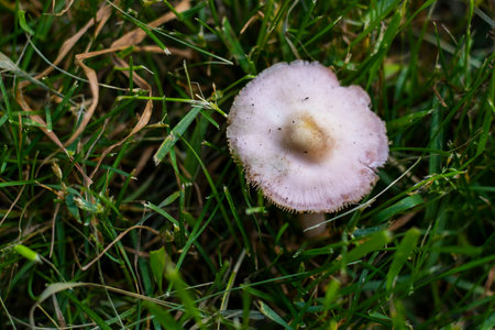 Clitocybe nuda mushroom, purple mushroomの写真素材